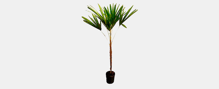 Presente Para o Dia dos Namorados - Planta Natural Palmeira