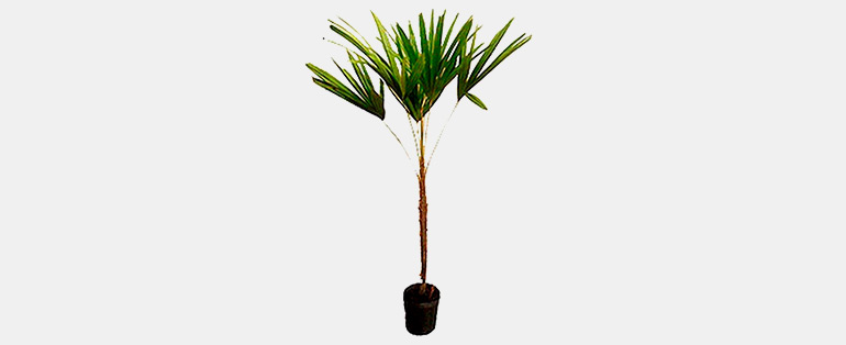 Serviços de Manutenção - Planta Natural Palmeira - Copafer