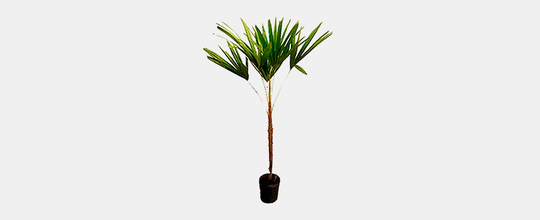 Como fazer jardim vertical - Planta Natural Palmeira Raphis Natural | Blog Copafer
